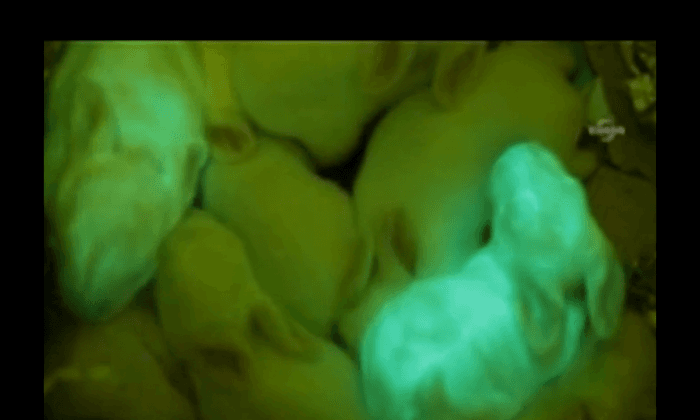 Glow-in-the-dark Rabbits Produced by Scientists (+Photo)