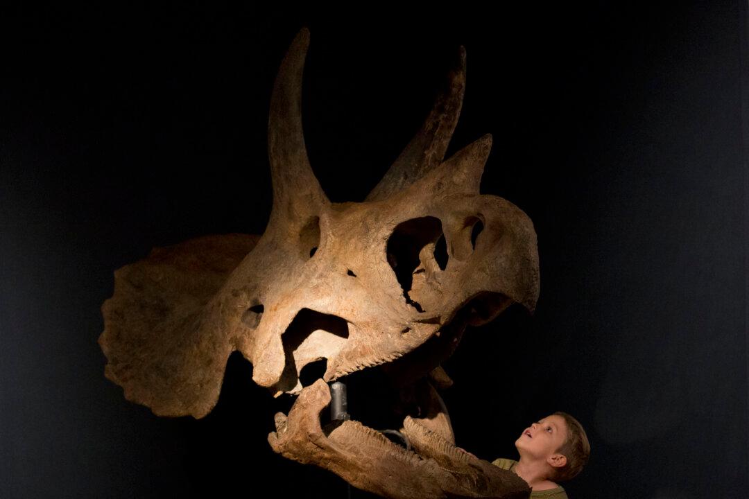 Francis Bacon’s Brushes Among Oddities in Auction