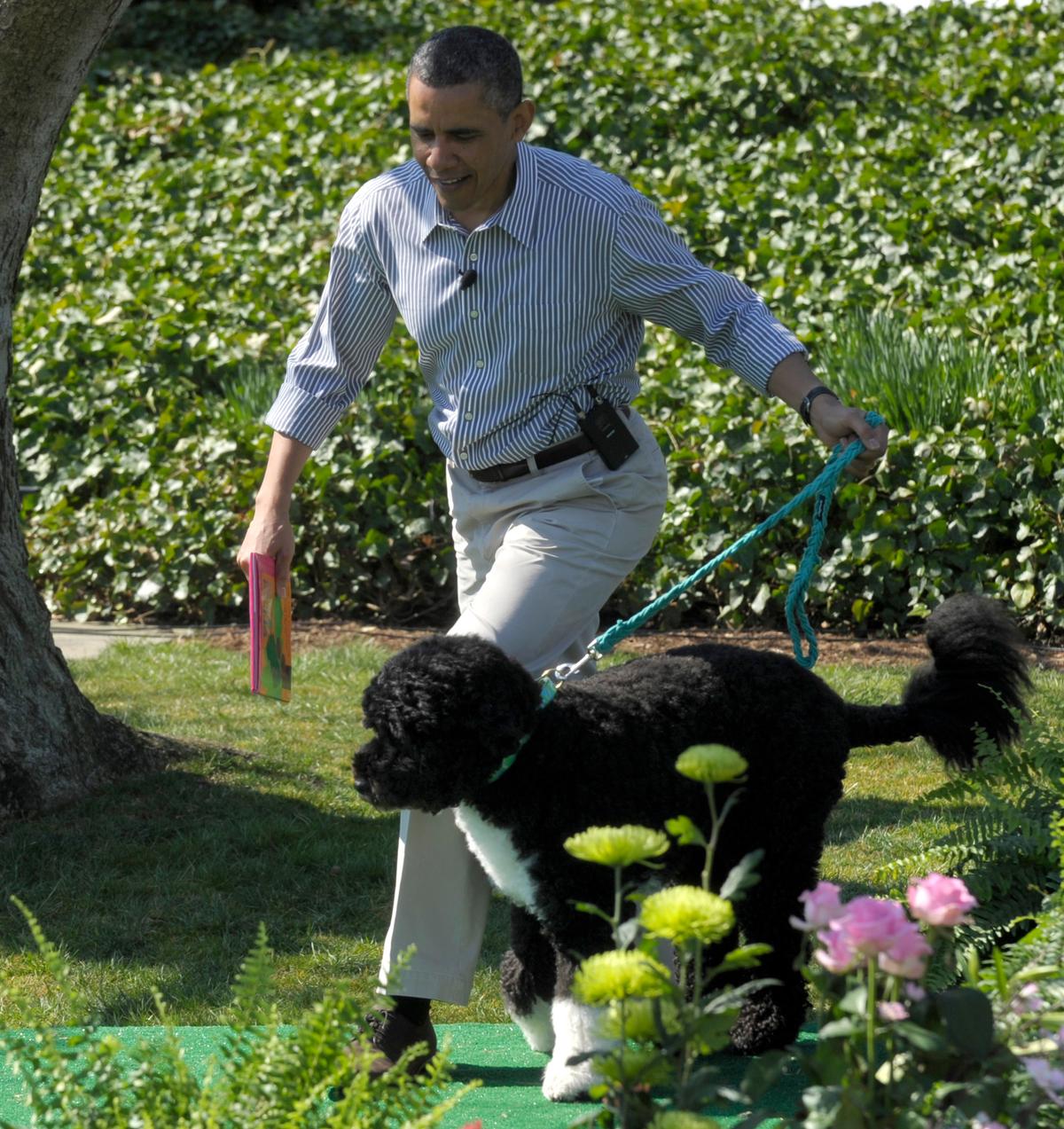 10 Presidential Pets, Including New Obama Puppy, Sunny