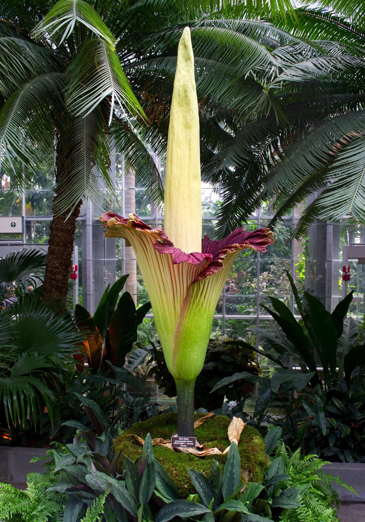 The Titan Arum plant (Amorphophallus titanum), also known as the corpse flower or stinky plant, is seen in full bloom at the United States Botanic Garden Conservatory in Washington, D.C., on July 22, 2013. (Karen Bleier/AFP/Getty Images)