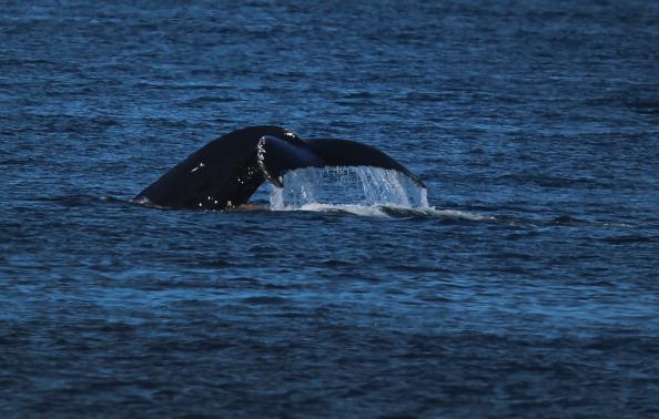 Sonar Mapping Killed Whales--100 of Them--in 2008, Study Says