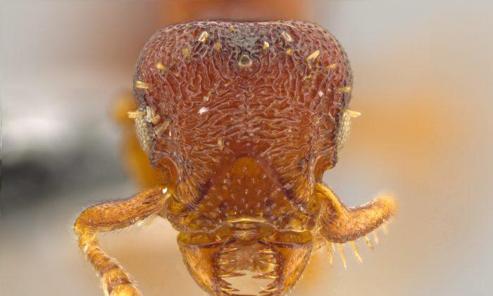 New Ant Species ‘Horrifying’ With ‘Fierce Jaws’ and ’Sharp Teeth' (+Photos)