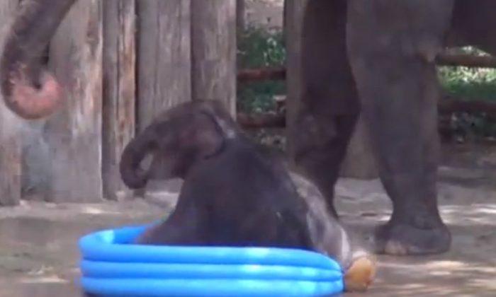 Baby Elephant in Pool: Video Newborn Belle Goes Viral