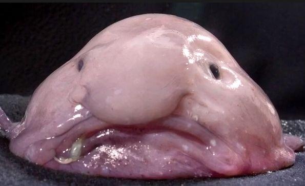 What is the Ugliest Animal? Blob Fish Ahead in the Vote (+Photos)