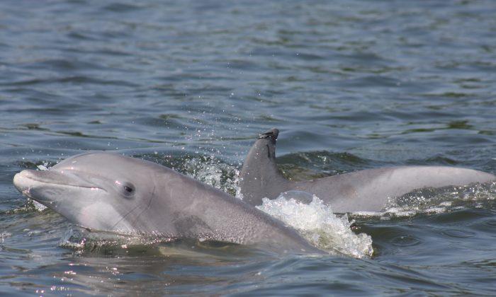 Dolphin Death Spike Could Be Traced to Infectious Pathogen