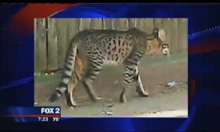 Detroit: Big Cat Running Lose in City, Residents Worried