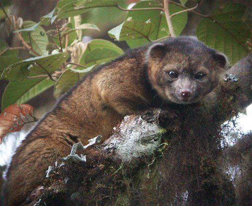 Olinguito, New Species of Mammal, Discovered in S. America