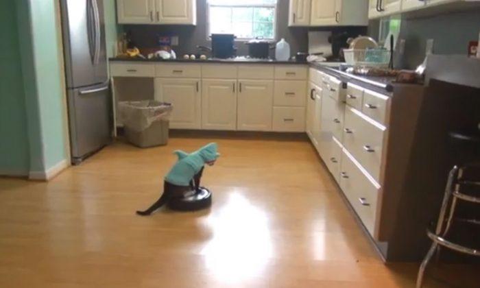 Max the Roomba Cat: Video Shows Cat Celebrating ‘Shark Week’