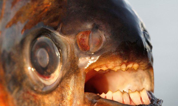 Pacu: Skinnydippers in Scandinavia Should be Wary of Privates-Biting Fish