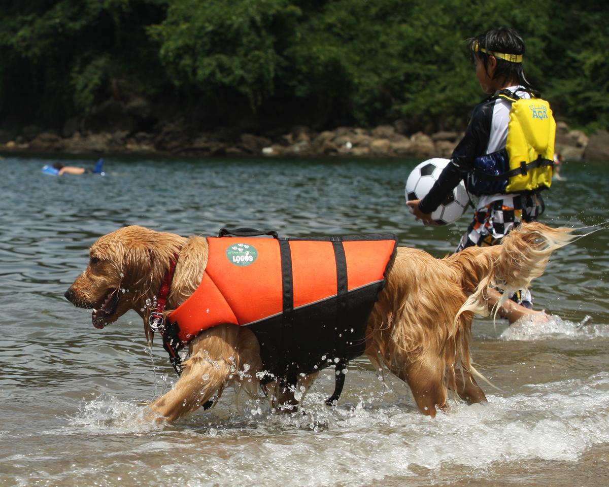 Save Dog or Foreigner? Dog, Say Many Americans