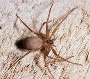 Brown Recluse Spider May Have Bit Rhode Island Man