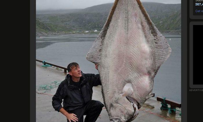 World Record Halibut Caught off Norway (+Photo)