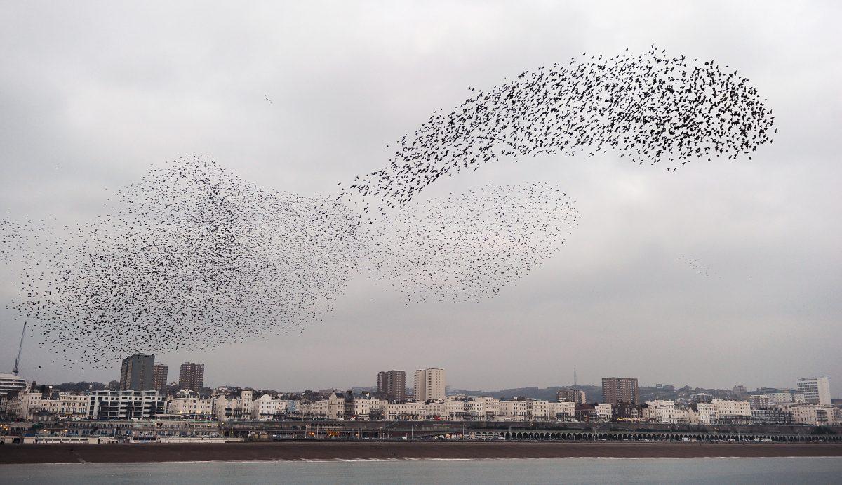Starlings fly over Brighton, England, on Feb. 22, 2011. (Mike Hewitt/Getty Images)