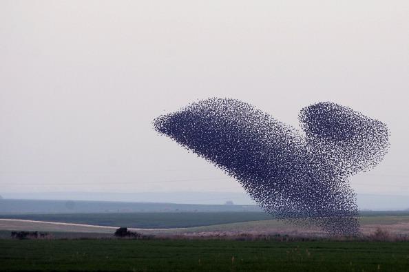 Starlings Paint Pictures in the Sky, Plus Fascinating Facts