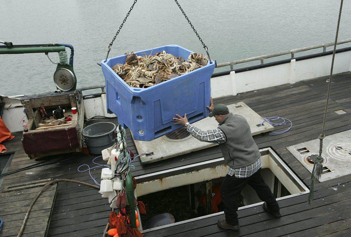 A fisherman guides a bucket full of Dungeness Crab from his boat on Fisherman's Wharf in San Francisco in this file photo. (Justin Sullivan/Getty Images)