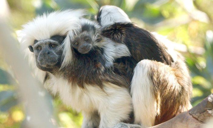 Monkey Whispering: In Face of Potential Threat, Tamarins Lower Their Voices