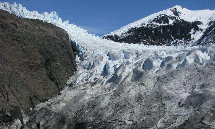 Alaska Glacier Thaws: Ancient Forests Uncovered as Mendenhall Glacier Retreats