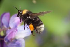 Bumblebee Mount Hood: A Dozen Rare Bumblebees Found in Oregon National Forest (+Video)