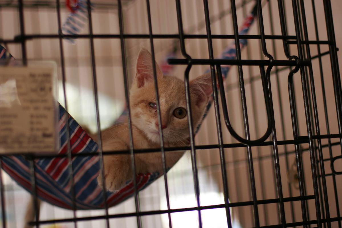 ‘Super Pet’ Event Features 150 Adoptable Critters