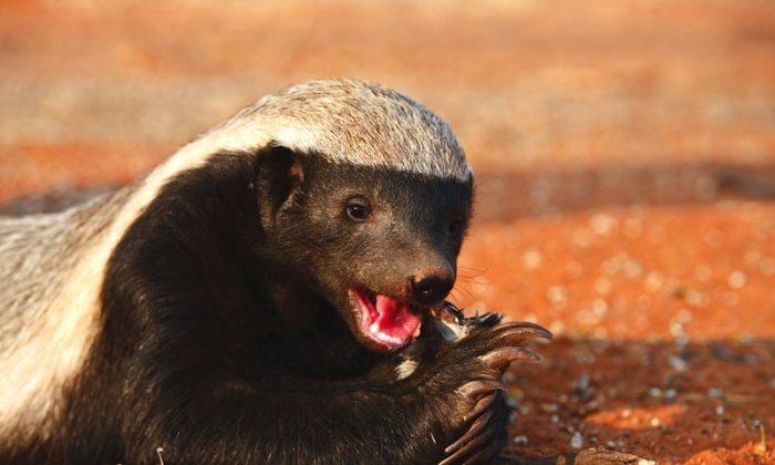 ‘World’s Most Fearless Creature’—The Honey Badger (+Video)