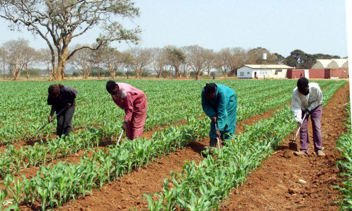 GMOs in Zambia: Facts at a Glance