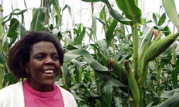 GMOs, A Global Debate: Zambia, Strongest Anti-GMO Stance in Africa