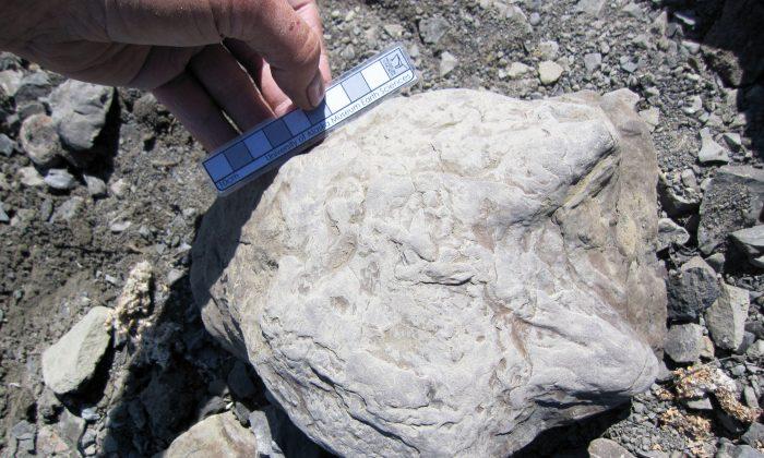 Alaska Dinosaur Tracks: Thousands of Footprints Found Along Yukon River (+Photos)