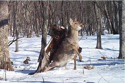 Eagle Attacking Deer Caught on Camera in Russia: Look