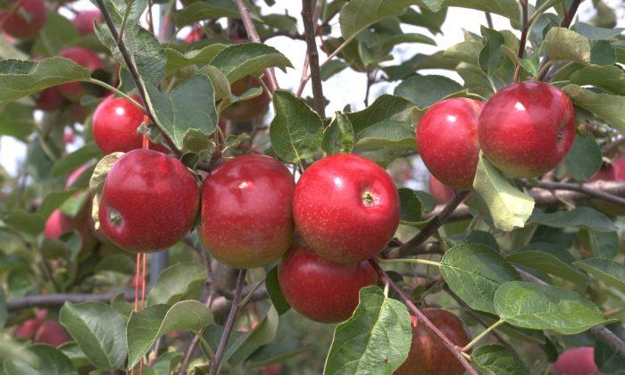 NY Apple Bumper Crop Expected