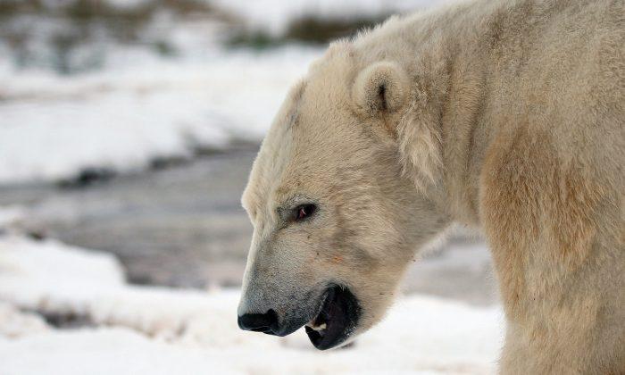 Polar Bear That Starved to Death, Allegedly Due to Climate Change, in Viral Photograph