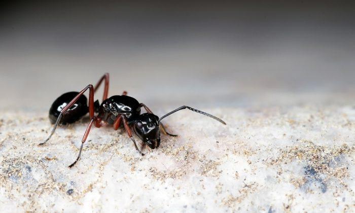 Scientists Trained Ants to Detect Cancers