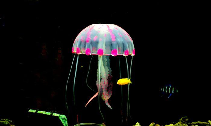Brilliant Colors and Fun Facts About Jellyfish (Photos)