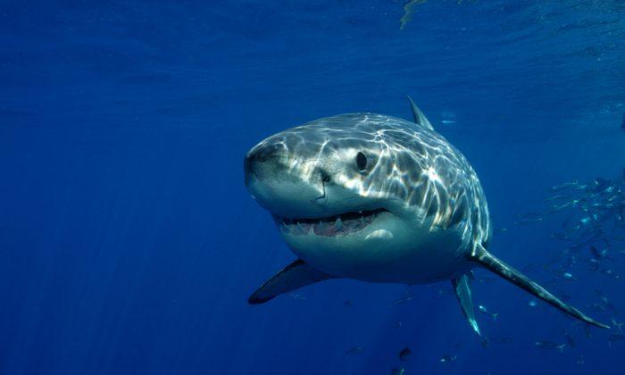 10 Most Dangerous Sharks in the World