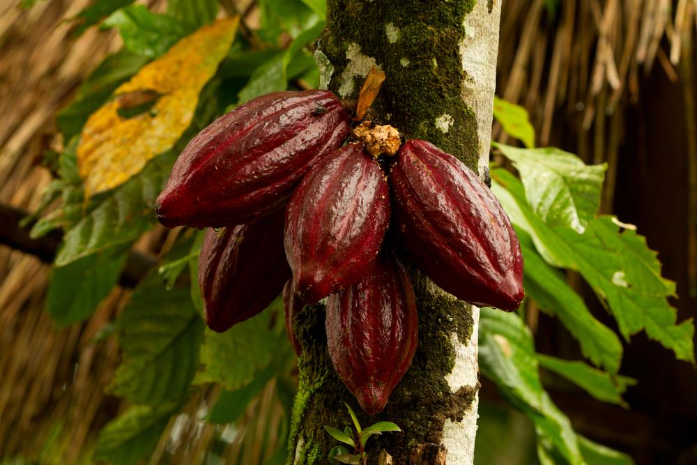  Chocolate is the dried, fermented bean that grows inside a cocoa pod. (Shutterstock)