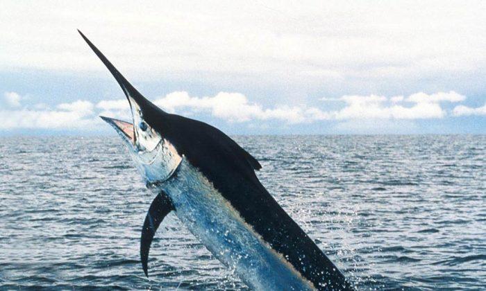 757-Pound Swordfish Caught in Florida, Breaks Record