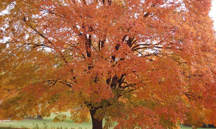 How to Track Fall Colors (Photo Gallery)