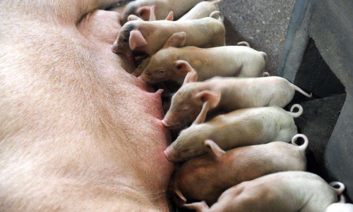 Lethal Piglet Virus in United States Traced to China