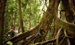 Environmentalist Group Calls on Banks to Set ‘Deforestation’ Targets