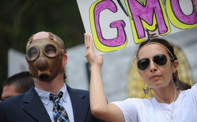 GM Debate Not Settled, Say European Scientists