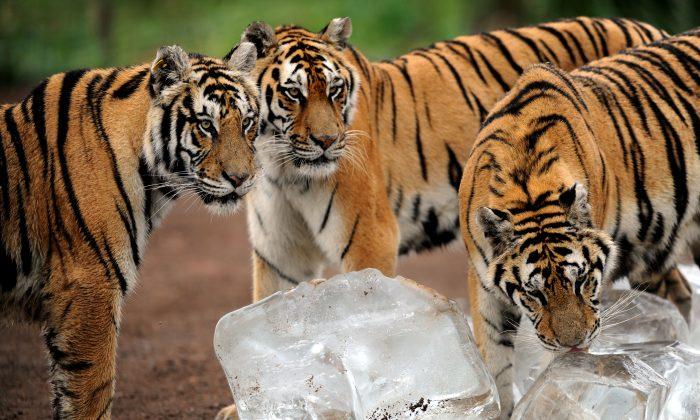 Oklahoma: Zoo Worker’s Arm Bitten by Tiger at Garold Wayne