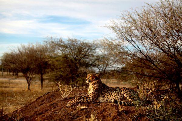 A cheetah lies at The Cheetah Conservation Fund (CCF) center in Otjiwarongo, Namibia, on August 13, 2013. (Jennifer Bruce/AFP/Getty Images)