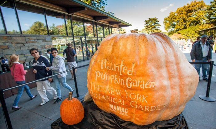 World’s Biggest Pumpkins Carved by the Best in NYC