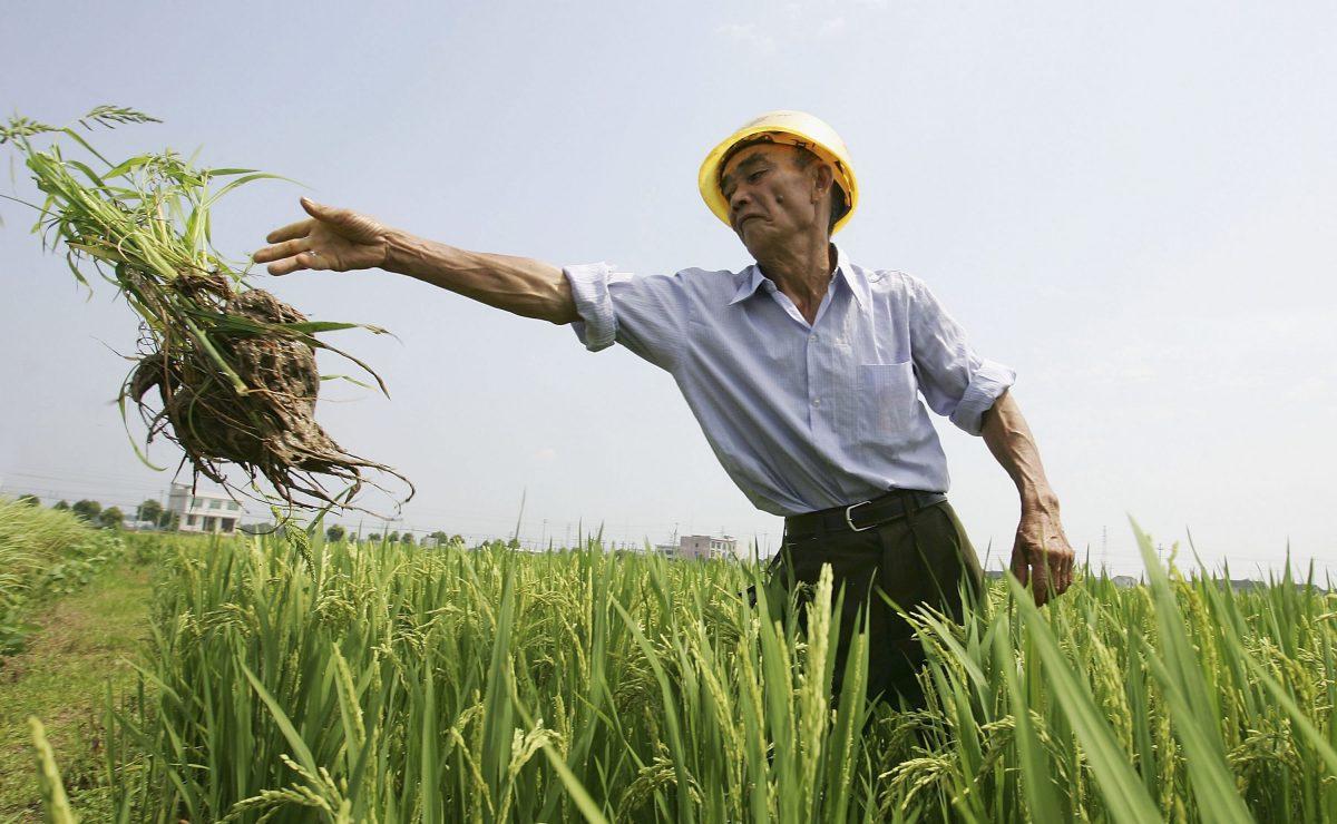 A Chinese farmer works at a hybrid rice planting field in Changsha city, Hunan Province, on June 20, 2006. The Chinese Ministry of Agriculture has done experiments on transgenic rice on animals, and experts now propose that the authorities push forward the industrialization of transgenic rice. (Guang Niu/Getty Images)