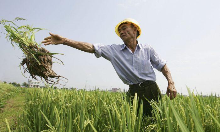 Chinese Researchers Impatient for GMO Industrialization 