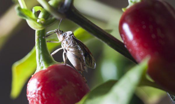 Stink bugs in record numbers are expected in multiple parts of the United States. Here, a brown marmorated stink bug feeds on a red pepper plant in an Oregon State University lab in Corvallis. (Lynn Ketchum/Oregon State University)