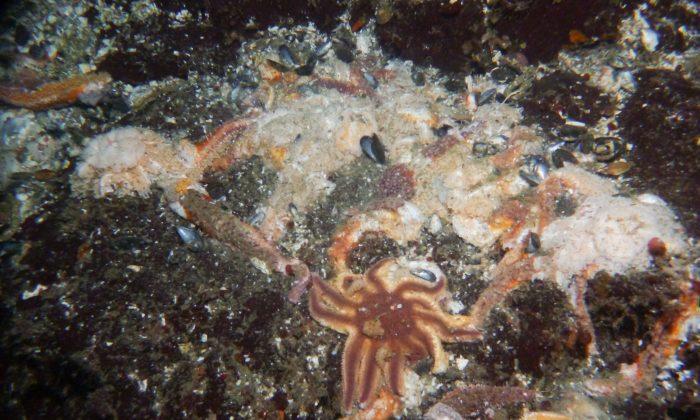 Sea Star Die Off: Has Population Explosion Led to ‘Massive Die-Off’ of Starfish?