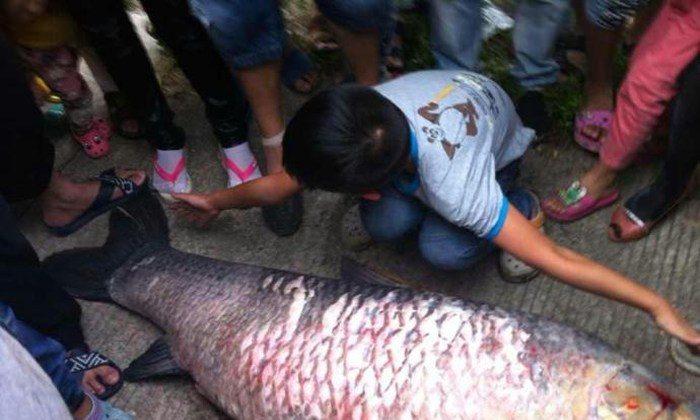 Chinese Villagers Plunder Fish Pouring Out of Reservoir