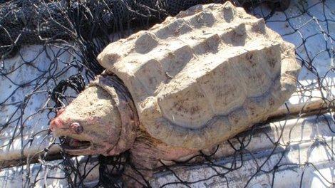 Alligator Snapping Turtle Found in Oregon Reservoir (+Photos)