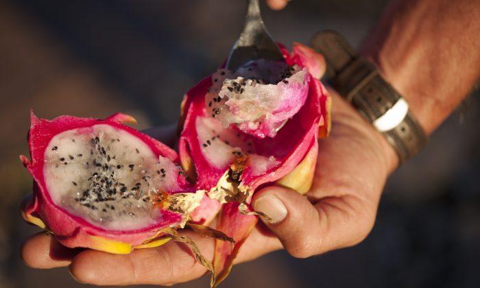 The Overnight Sensation of the Dragon Fruit (Photo Gallery)