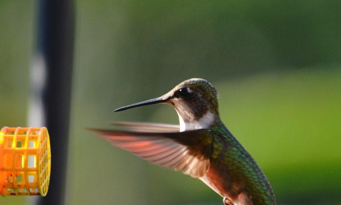 Hummingbird Migration Is On: 10 Big Facts About These Tiny Birds  (Photo Gallery) 